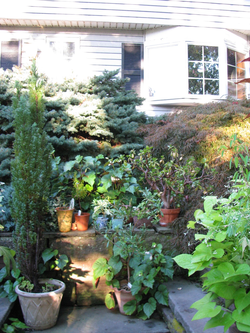 En villaträdgård med vintergröna barrväxter och andra perenner planterade längs husgrunden.